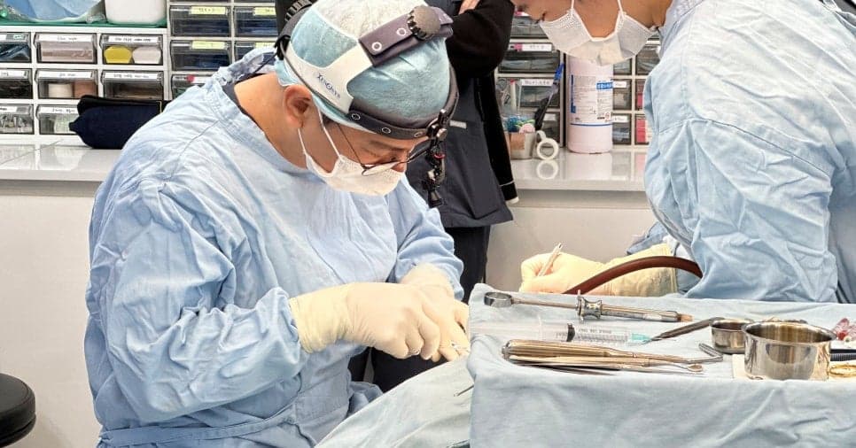 납작코, 보형물만 넣으면 해결될까 — 조화·안정성으로 보는 교정 기준 관련 이미지 3/4