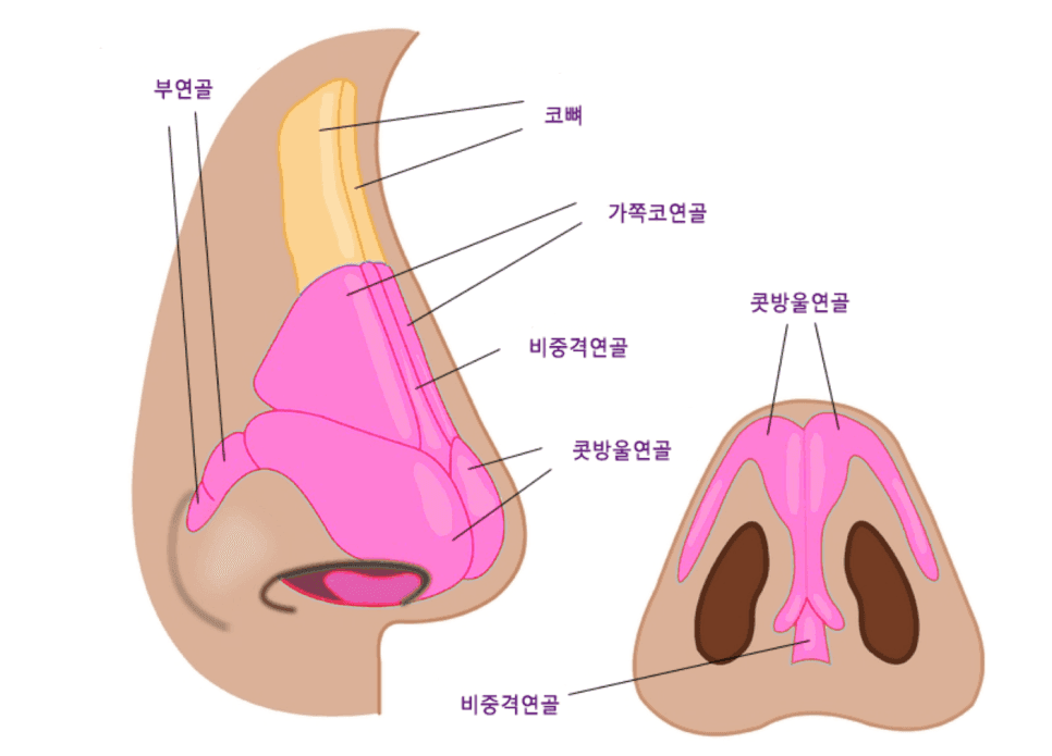 남자코수술, 휜코 교정은 왜 코 내부 구조부터 확인하나요? 관련 이미지 5/8