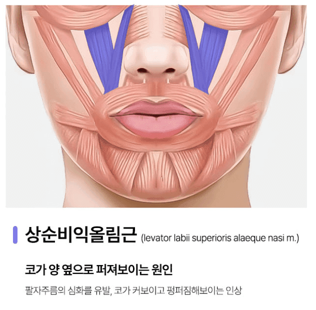 코근육교정, 웃을 때 코가 퍼져 보인다면 — 콧볼 축소만으로 부족한 이유 관련 이미지 3/5
