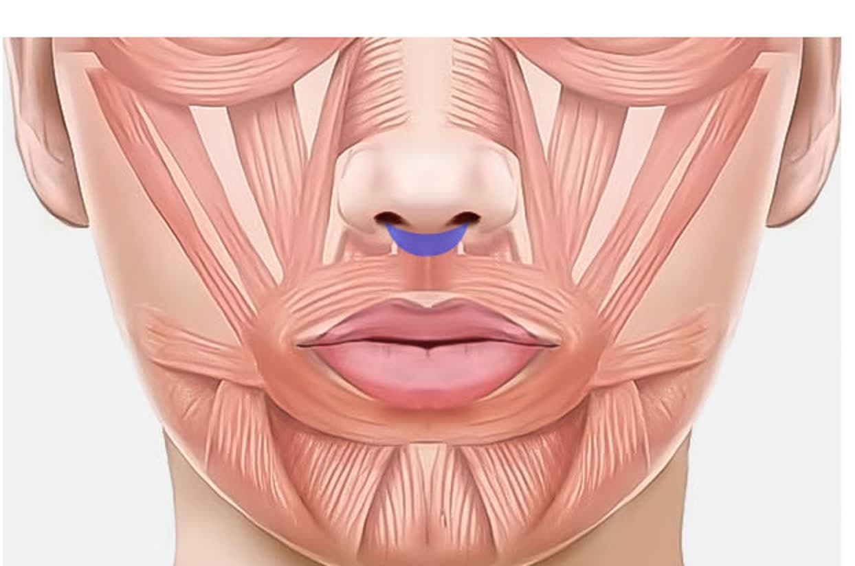 비중격내림근 위치