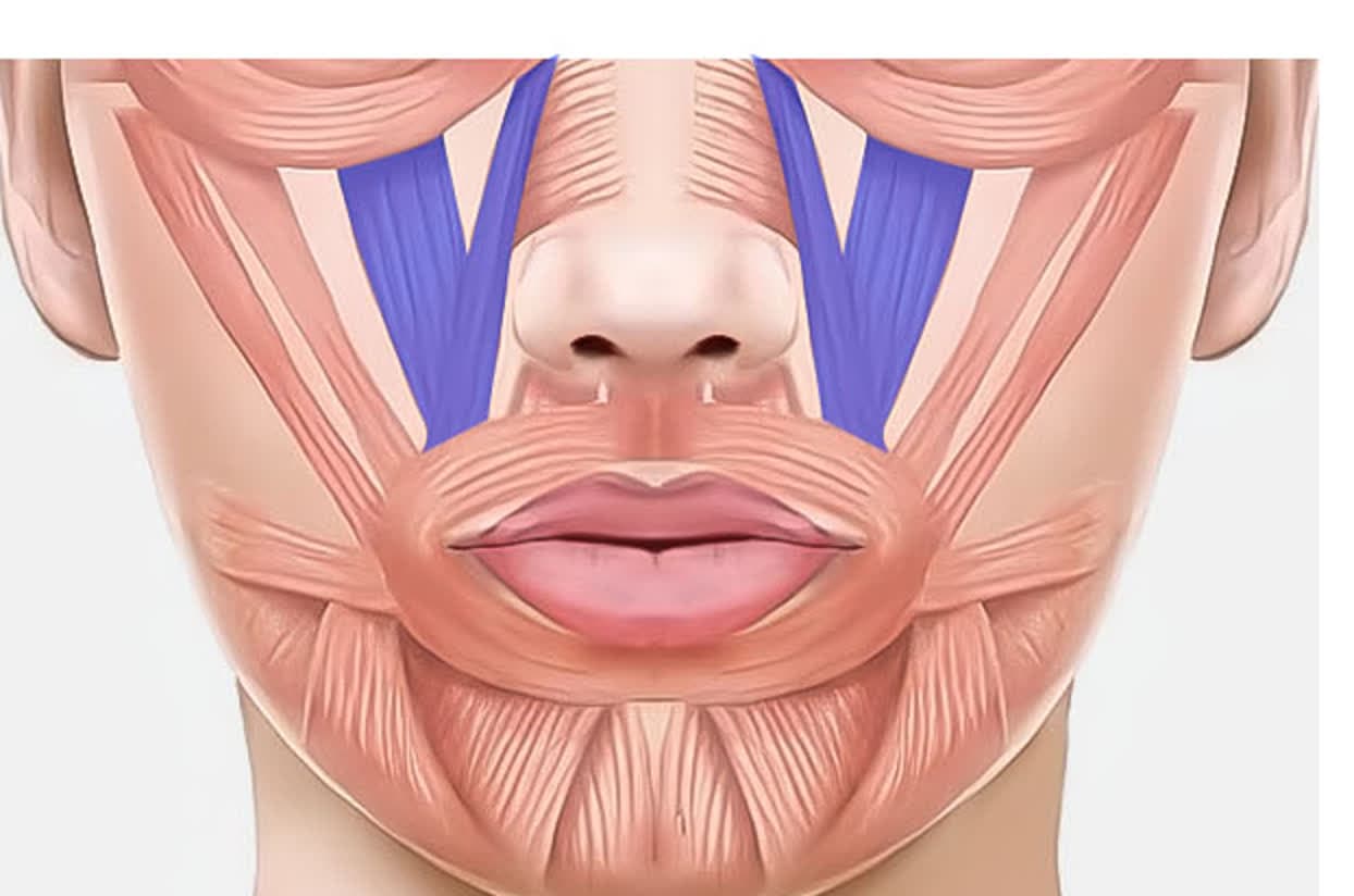 상순비익올림근 위치